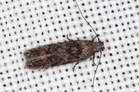Carpatolechia decorella