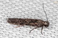 Carpatolechia decorella