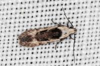Carpatolechia decorella