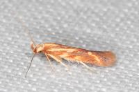 Metzneria aprilella