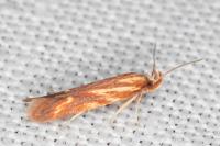 Metzneria aprilella