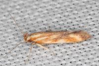 Metzneria aprilella