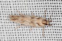 Stomopteryx detersella