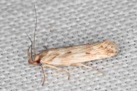 Stomopteryx detersella