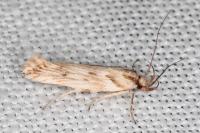 Stomopteryx detersella