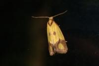 Agapeta zoegana
