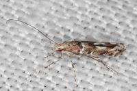 Acrocercops brongniardella