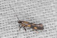 Euspilapteryx auroguttella