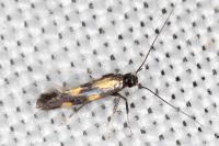Euspilapteryx auroguttella