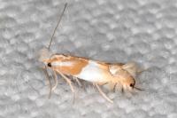 Phyllonorycter roboris