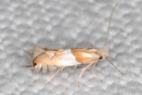 Phyllonorycter roboris