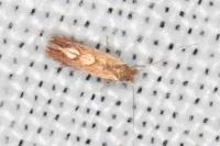 Phyllonorycter