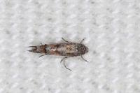 Mompha miscella