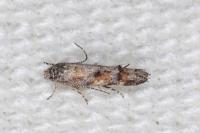 Mompha miscella
