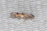 Mompha miscella