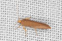 Crassa unitella
