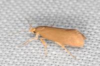 Crassa unitella