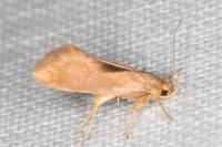 Crassa unitella