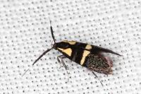 Dasycera oliviella