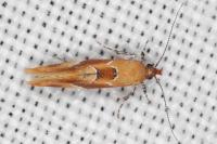 Epicallima formosella