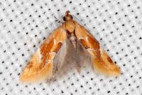 Epicallima formosella