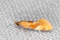 Epicallima formosella