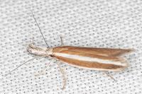 Pleurota aristella