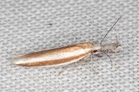 Pleurota aristella