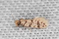 Eumasia parietariella