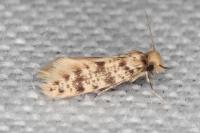 Eumasia parietariella