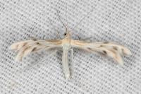Wheeleria spilodactyla