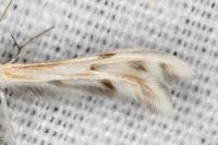 Wheeleria spilodactyla