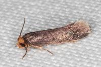 Cephimallota crassiflavella