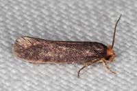 Cephimallota crassiflavella