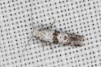 Scythropia crataegella