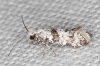 Scythropia crataegella