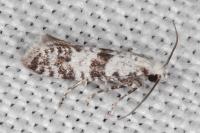 Scythropia crataegella