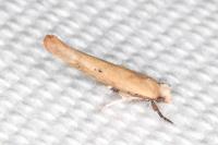 Zelleria hepariella