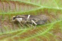 Eidophasia messingiella