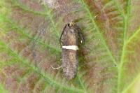 Eidophasia messingiella