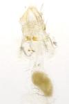 Eidophasia messingiella