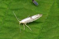 Argyresthia spinosella
