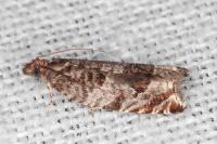 Ancylis achatana