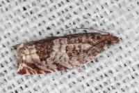Ancylis achatana