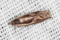 Ancylis apicella