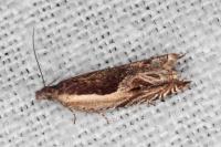 Ancylis apicella