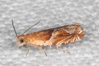 Ancylis obtusana