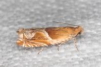 Ancylis obtusana