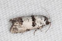 Epinotia dalmatana