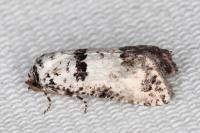 Epinotia dalmatana